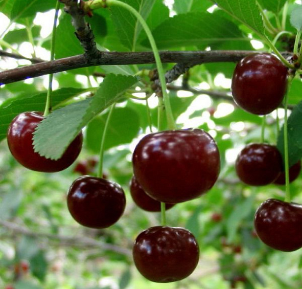 Вишня обыкновенная 'Загорьевская'